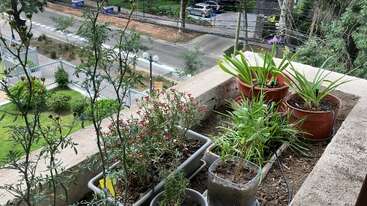 En el alféizar de un balcón crecen varias plantas en macetas, con vistas a un jardín verde y a una calle con coches aparcados. El paisaje urbano y la vegetación se funden armoniosamente.