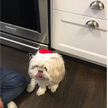 La imagen muestra un pequeño perro blanco con un gorro de Papá Noel, sentado en un suelo de madera oscura frente a un horno de acero inoxidable y armarios blancos.