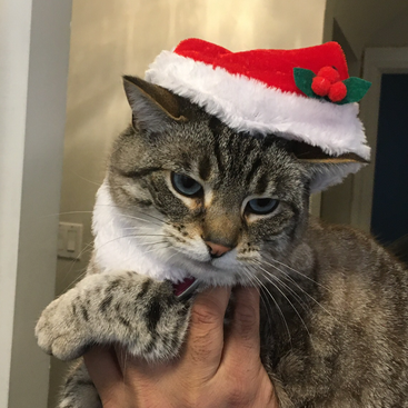 La imagen muestra un gato atigrado con un gorro de Papá Noel, sostenido por una mano, con un fondo borroso de una habitación con paredes blancas y una puerta.