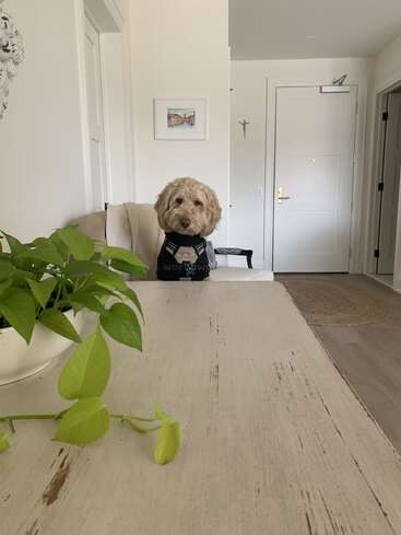 Ein flauschiger Hund im Anzug sitzt auf einem Stuhl hinter einem rustikalen Holztisch. Eine grüne Topfpflanze steht auf dem Tisch. Gemütlicher, heller Raum.