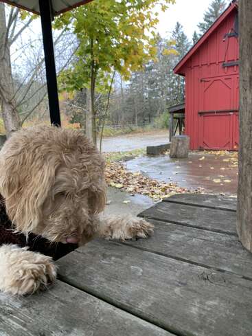 Ein flauschiger Hund mit lockigem Fell lehnt draußen an einem verwitterten Holztisch. Herbstblätter, Bäume und eine leuchtend rote Scheune schaffen eine malerische, gemütliche Kulisse.