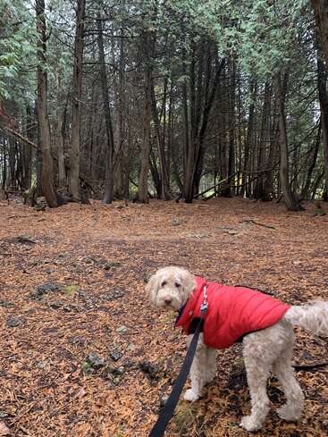 Ein flauschiger Hund in einer roten Jacke steht auf einem laubbedeckten Waldboden und schaut angeleint zurück, umgeben von hohen, dünnen Bäumen im Herbst.