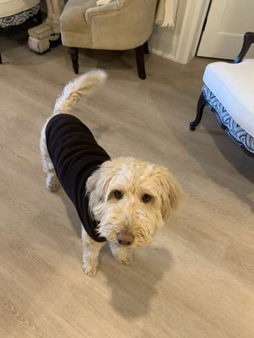Ein flauschiger, cremefarbener Hund, der einen schwarzen Pullover trägt, steht auf einem hellen Holzboden und schaut mit ausdrucksvollen Augen auf. Im Hintergrund sind gemütliche Stühle aufgestellt.
