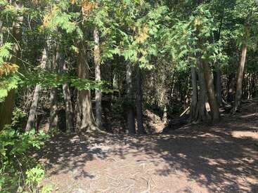 Das Sonnenlicht fällt durch die hohen grünen Bäume in einem ruhigen Wald. Schatten tanzen auf dem erdigen Boden und schaffen eine friedliche und heitere Waldatmosphäre.