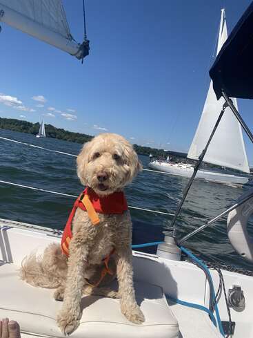 Ein glücklicher, flauschiger Hund mit einer orangefarbenen Schwimmweste sitzt auf einem Segelboot. Der blaue Himmel, das ruhige Wasser und die Segelboote schaffen eine schöne, entspannende Sommerszene.
