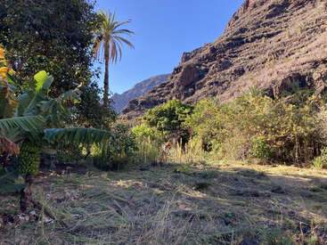 L'image représente un paysage tropical luxuriant composé d'une colline rocheuse, de palmiers et d'un terrain herbeux, le tout dans un ciel bleu limpide.