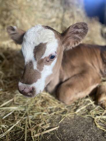 A young calf with a white and brown face lies peacefully on a bed of straw in a barn, looking curiously towards the camera, ears alert.