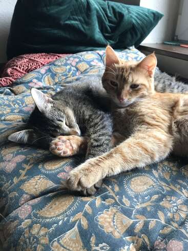 Two cats cuddle on a patterned blanket. One, orange and alert, hugs the other, a gray tabby who is peacefully asleep, creating an adorable cozy scene.