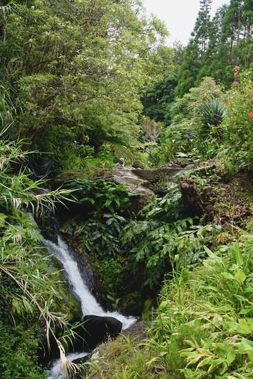 Une petite cascade coule à travers une végétation dense et luxuriante dans une forêt luxuriante. De grands arbres, des fleurs colorées et des rochers entourent ce paysage naturel paisible.