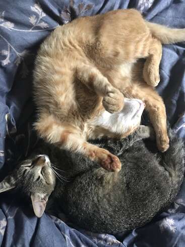 Deux chats, l'un roux et l'autre gris tigré, sont blottis l'un contre l'autre sur une couverture à motifs, formant une forme yin-yang douillette, affectueuse et paisible pendant leur sommeil.