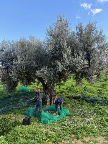 Two people harvest olives under a large olive tree. Green nets are spread on the ground to collect olives. The sky above is clear and blue.