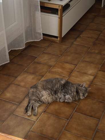 A grey cat is lying comfortably on a brown tiled floor, basking in a sunbeam near a window with sheer curtains and a wooden cabinet.