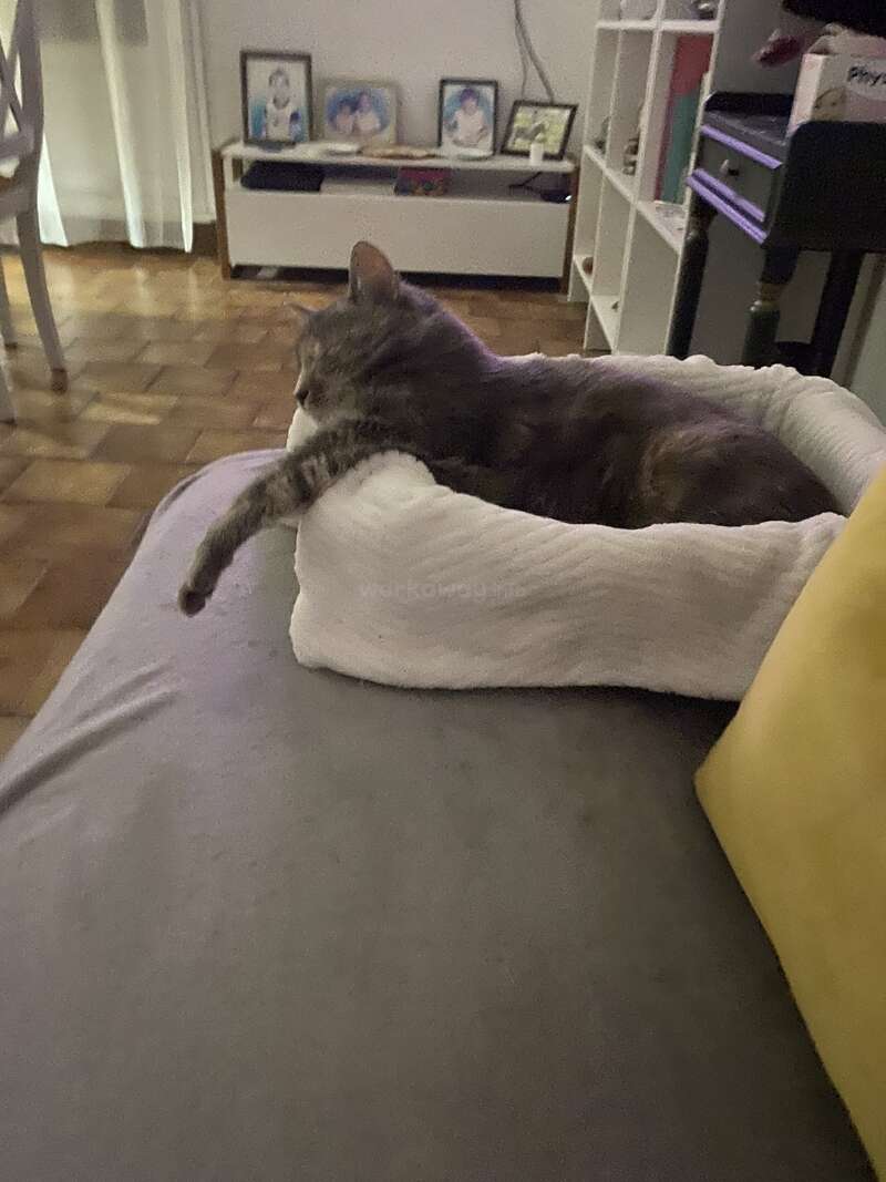 A gray cat lounges comfortably in a soft white bed, stretching one paw out. The cozy room background includes bookshelves, framed photos, and warm lighting.