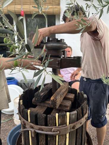 Unas personas utilizan una prensa tradicional de madera al aire libre, probablemente para hacer aceite de oliva. Se ven ramas de olivo con aceitunas verdes y alguien sentado al fondo observando.