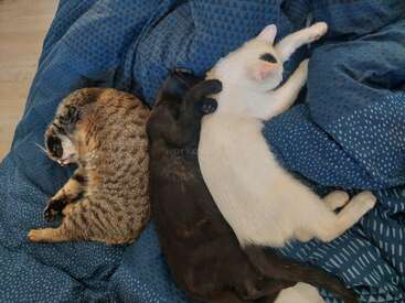 Drei Katzen liegen zusammengekuschelt auf einer blau gemusterten Decke. Eine ist gestromt, eine schwarz und eine weiß. Sie alle schlafen friedlich und in bezaubernden Positionen.