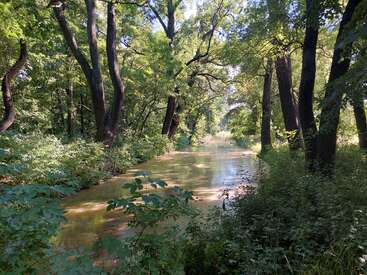 Eine ruhige Waldszene mit einem ruhigen, schmalen Fluss, der von üppigem Grün und hohen, belaubten Bäumen umgeben ist, wobei das Sonnenlicht durch das dichte Blattwerk dringt.