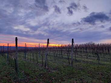 Reihen von schlafenden Weinstöcken stehen in einem ruhigen Weinberg unter einem dramatischen, wolkengefüllten Himmel. Die untergehende Sonne leuchtet orange und lila am Horizont.