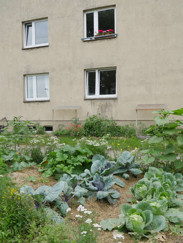 A vegetable garden with cabbage, flowers, and other plants grows in front of a beige apartment building with white windows and a flower box above.