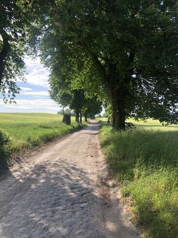 A quiet, sunlit dirt road stretches ahead, bordered by tall green trees and lush grassy fields, creating a peaceful, inviting countryside scene under a blue sky.