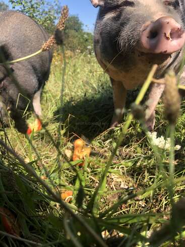 Two pigs forage in a grassy field, surrounded by tall green plants and scattered orange vegetable pieces, under a bright, sunny sky. Close-up perspective.
