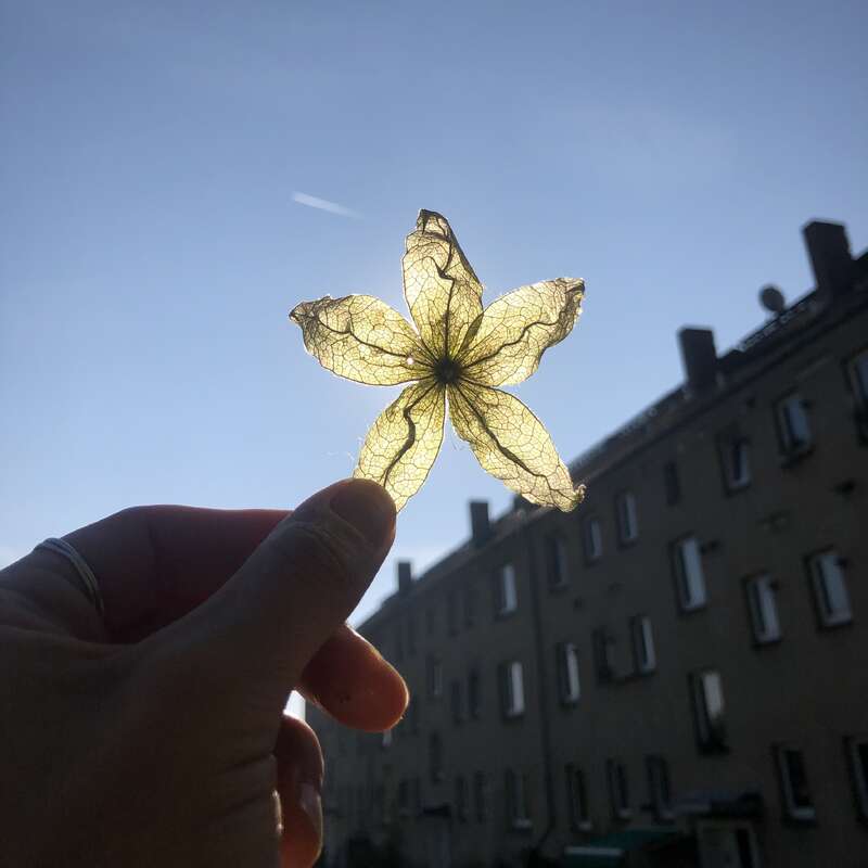 A delicate, translucent flower is held up against the bright sky, sunlight filtering through its veins, with buildings and windows silhouetted in the background. Peaceful moment.
