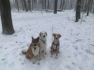 Drei Hunde sitzen brav in einem verschneiten Wald. Sie sind von Bäumen umgeben, und der Boden ist mit frischem Schnee bedeckt. Die friedliche Winterszene strahlt Ruhe aus.