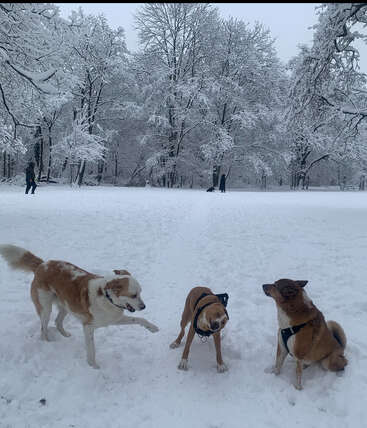 Drei verspielte Hunde tummeln sich in einem verschneiten Park, umgeben von schneebedeckten Bäumen. In der Ferne sieht man Menschen und einen weiteren Hund, die die Winterlandschaft genießen.