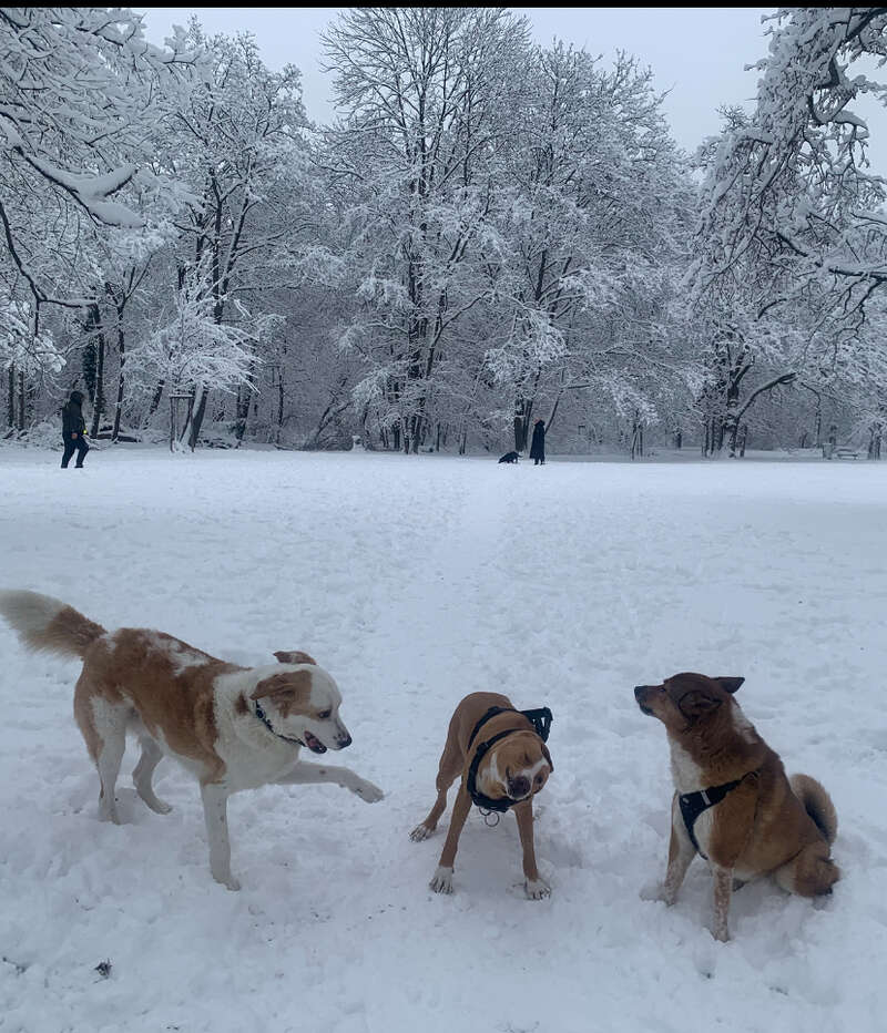 Drei verspielte Hunde tummeln sich in einem verschneiten Park, umgeben von schneebedeckten Bäumen. In der Ferne sieht man Menschen und einen weiteren Hund, die die Winterlandschaft genießen.