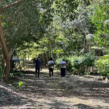 Tres personas caminan por un sombreado sendero de tierra rodeado de frondosos árboles, cargadas con haces de leña. La luz del sol se filtra entre el denso follaje, creando una escena apacible.