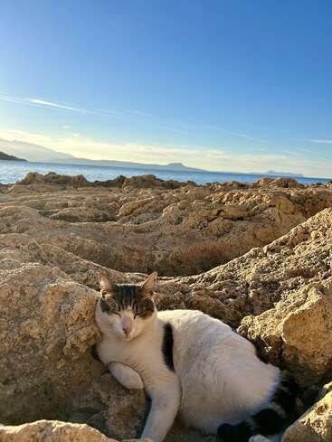 Eine entspannte Katze chillt gemütlich inmitten einer rauen Felslandschaft am Meer und genießt die warmen Sonnenstrahlen unter einem klaren blauen Himmel, während in der Ferne Berge zu sehen sind.