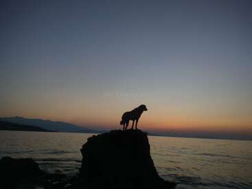 Ein Hund steht als Silhouette auf einem Felsen mit Blick auf das ruhige Meer bei Sonnenuntergang. Der bunte Himmel wechselt von Blau zu warmen Orangetönen. Friedliche Szene.