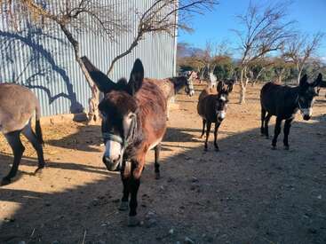 Several donkeys stand on dry, sandy ground near a metal building and leafless trees. The sun casts long shadows, and the sky is clear and blue.