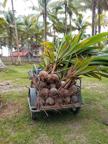Un carro repleto de cocoteros jóvenes descansa sobre el césped bajo altas palmeras cerca de un edificio rústico, creando una escena tropical y agrícola de exuberante vegetación.