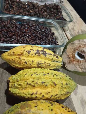 La imagen muestra vainas de cacao amarillas, dos bandejas de cristal llenas de granos de cacao tostados y un coco verde parcialmente cortado, todo ello colocado sobre una superficie de madera.