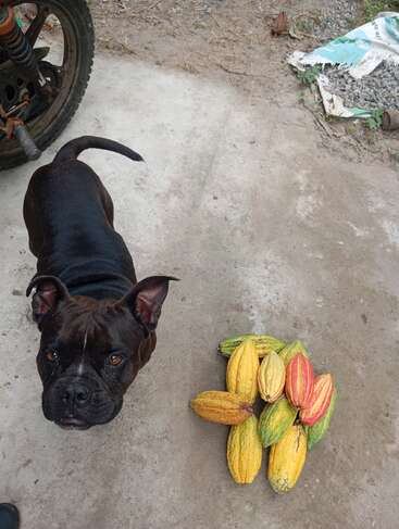 Un perro negro está de pie sobre cemento, cerca de un montón de coloridas vainas de cacao. En la esquina superior izquierda se ve parte de la rueda oxidada de una motocicleta.