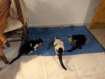 Drei Katzen fressen aus separaten Näpfen, die auf einer blauen Matte stehen. Die Szene scheint drinnen zu spielen, in der Nähe stehen ein Stuhl und ein Fliesenboden.