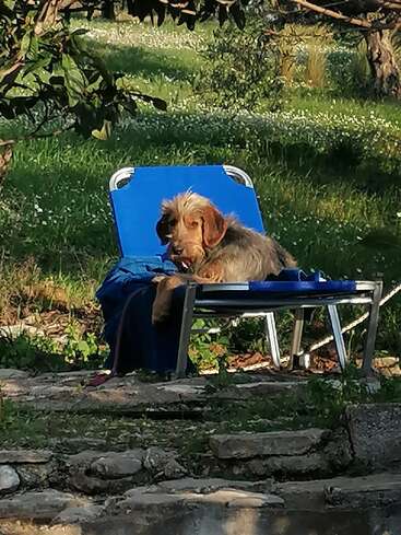 Ein struppiger brauner Hund ruht sich friedlich auf einem blauen Liegestuhl in einem sonnigen Garten aus, umgeben von Grün, Blumen und einer Steintreppe im Hintergrund.