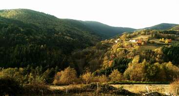Das Bild zeigt eine ruhige Landschaft mit sanften Hügeln, Bäumen und einer kurvenreichen Straße, die ein Gefühl von Ruhe und natürlicher Schönheit hervorruft. Die Szene spielt wahrscheinlich in einer ländlichen Gegend.