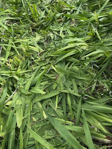 Dieses Bild zeigt eine Nahaufnahme von frisch geschnittenen grünen Grashalmen, die auf dem Boden verstreut sind. Das Gras sieht üppig, lebendig und gesund aus und bedeckt das ganze Bild.