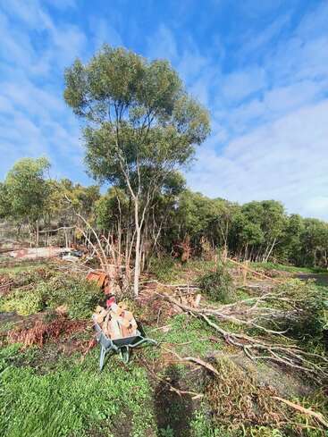 Ein strahlender, sonniger Tag mit blauem Himmel. Grüne Bäume und Gras umgeben eine Schubkarre voller gehacktem Holz und Ästen, die über den Waldboden verstreut sind.