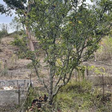 A imagem mostra uma pequena árvore com folhas verdes, situada em um campo com uma caixa de compostagem de madeira em primeiro plano e árvores ao fundo sob um céu nublado.