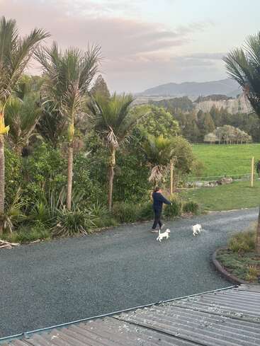 Una persona pasea a dos pequeños perros blancos por un camino de grava, rodeado de exuberantes palmeras verdes. Las colinas ondulantes y el cielo nublado forman el telón de fondo.