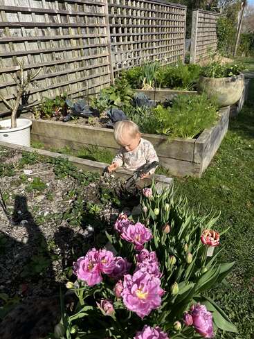 En un día soleado, un niño se sienta en un jardín cerca de unos arriates, rodeado de flores rosas en flor, vegetación y una valla de celosía de madera.