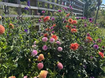 Un vibrante jardín con flores rojas, rosas, naranjas y moradas sobre un frondoso follaje verde, rodeado por una valla de madera en un día soleado.