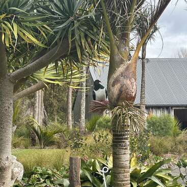 Un jardin luxuriant avec des yuccas hérissés et de la verdure. Un oiseau tui est perché sur une branche, tandis qu'un bâtiment en tôle ondulée se trouve à l'arrière-plan.