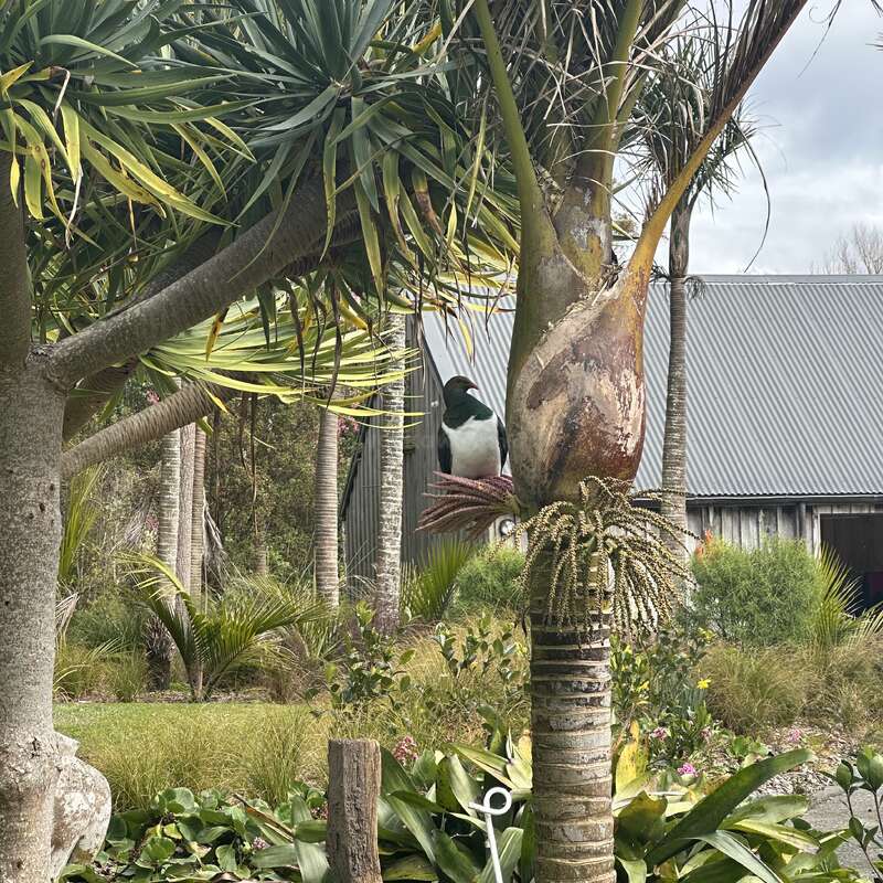 Un exuberante jardín con yucas y vegetación variada. Un pájaro tui posado en una rama y un edificio de chapa ondulada al fondo.