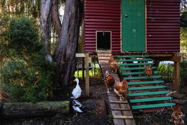 A red and green chicken coop stands elevated among trees. Several brown hens walk on wooden ramps, while a white duck and a black duck stand below.