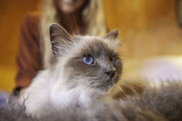 A fluffy, blue-eyed cat with gray and white fur sits in the foreground. A person with long blond hair and blurred face sits behind it.