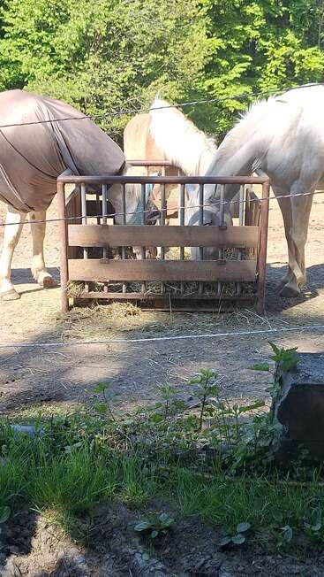 Três cavalos estão lado a lado, comendo feno de um comedouro de madeira num paddock ao ar livre ensolarado, cercado por árvores verdes e um pouco de grama.