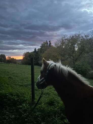Um cavalo de crina clara está parado num campo verde ao entardecer, contemplando um céu nublado e dramático e um pôr do sol alaranjado e resplandecente no horizonte.
